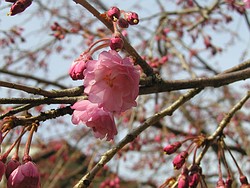 枝垂桜開花