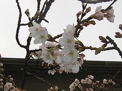 染井吉野開花