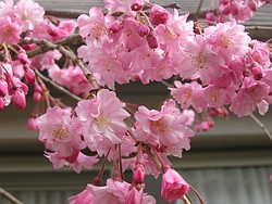 枝垂桜5分咲