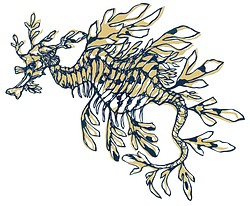 タツノオトシゴ