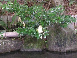 モリアオガエルの卵