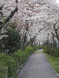 桜並木