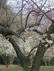 亀戸梅屋舗風梅園