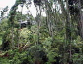 fy22.jpg (49785 バイト)