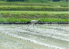 コウノトリ