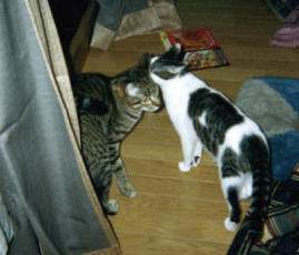 ���ǂ����傤����