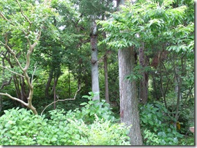 DSCF1281