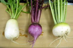 ���Ԃ���A�N�₩�ȍg�F�A���̂悤�Ȑh���卪�O��