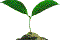 leaf2.gif
