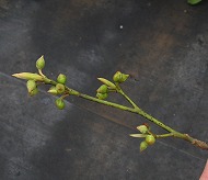 NW