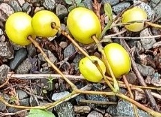 �Z���_���̔�