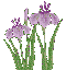 菖蒲