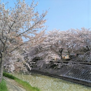 川路桜