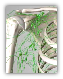 腋窩リンパ拡大｜BE SEITAI　817パシフィカ堺