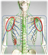 リンパ管の集まり｜BE SEITAI　817パシフィカ堺