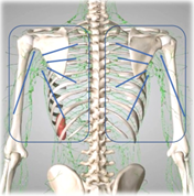 リンパ｜BE SEITAI　817パシフィカ堺