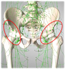 鼠径リンパ拡大｜BE SEITAI　817パシフィカ堺