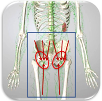 鼠径リンパ｜BE SEITAI　817パシフィカ堺