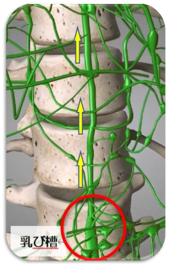 乳び槽拡大｜BE SEITAI　817パシフィカ堺