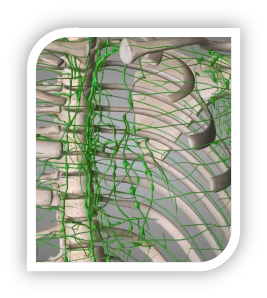 リンパ管｜BE SEITAI　817パシフィカ堺