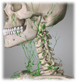 頸部リンパ｜BE SEITAI　817パシフィカ堺