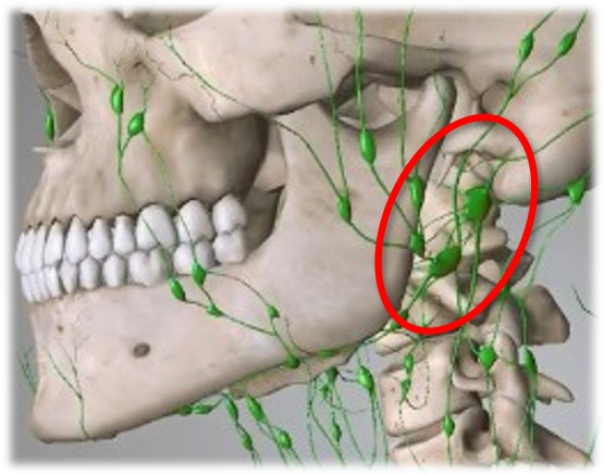 頸部リンパ側面拡大｜BE SEITAI　817パシフィカ堺