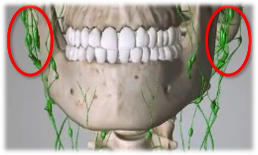 頸部リンパ拡大｜BE SEITAI　817パシフィカ堺