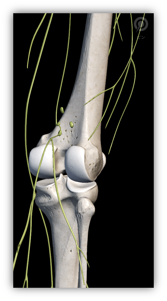 下肢のリンパ拡大｜BE SEITAI　817パシフィカ堺