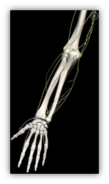 上肢のリンパ｜BE SEITAI　817パシフィカ堺