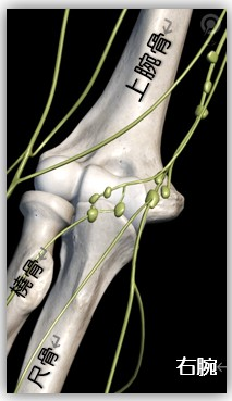 上肢のリンパ拡大｜BE SEITAI　817パシフィカ堺