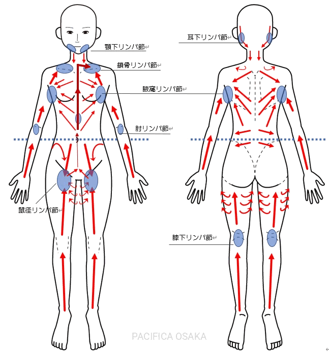 リンパの走向｜BE SEITAI　817パシフィカ堺