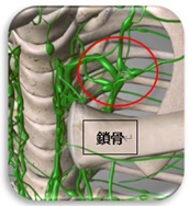 鎖骨のリンパ2｜BE SEITAI　817パシフィカ堺