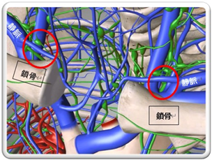 静脈とリンパ｜BE SEITAI　817パシフィカ堺