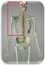 鎖骨リンパ系｜BE SEITAI　817パシフィカ堺