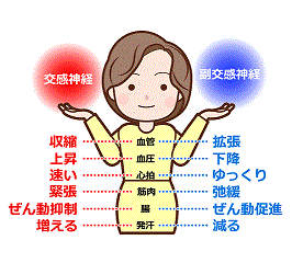 副交感神経｜BE SEITAI　817パシフィカ堺