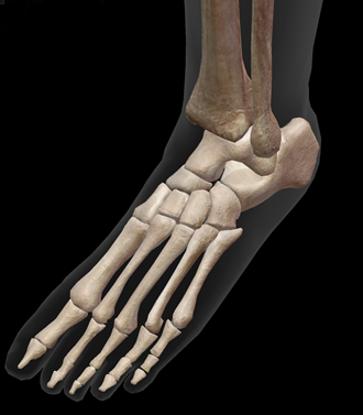 【足の整体】 | 与圧陰陽整体・カイロプラクティックサロン　817パシフィカ堺_