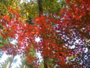 そーいや、今回のツーリングは「紅葉ツー」やったんや(゚∀゚)b