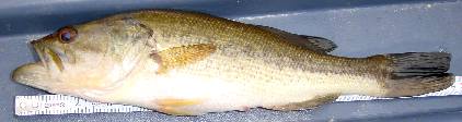 29cm 29cm