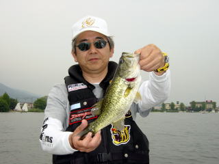 33センチです
