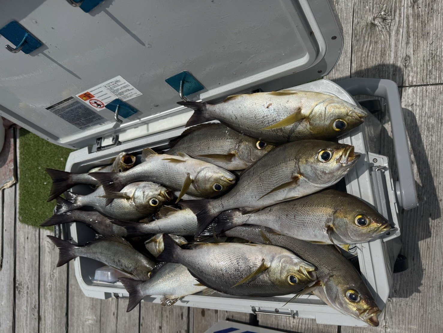 釣果の写真（イサギ）