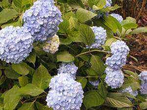 あじさいの青い花