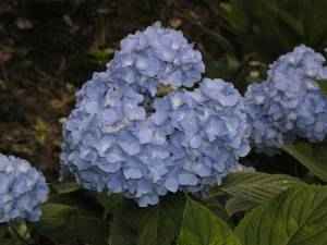 アジサイの青い花2