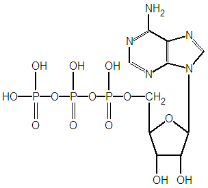 アデノシン三りん酸