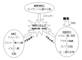 ATPの再合成経路