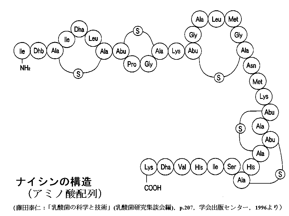 乳酸発酵 チーズ作り解説