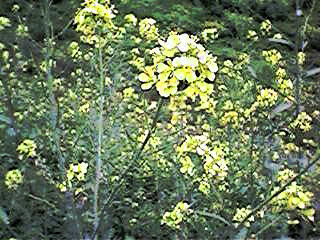 菜の花1