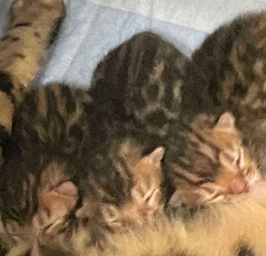 7月11日生まれ