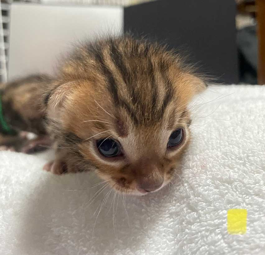 7月11日生まれ