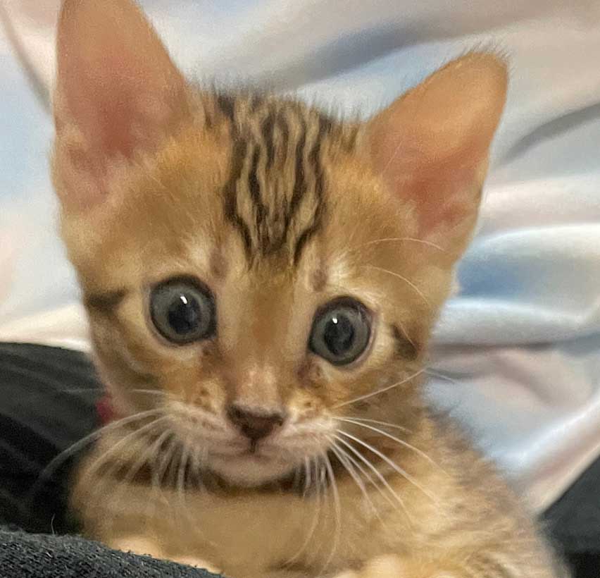 7月11日生まれ