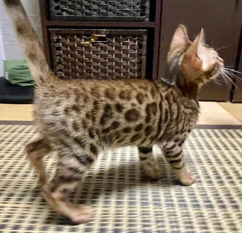 7月11日生まれ